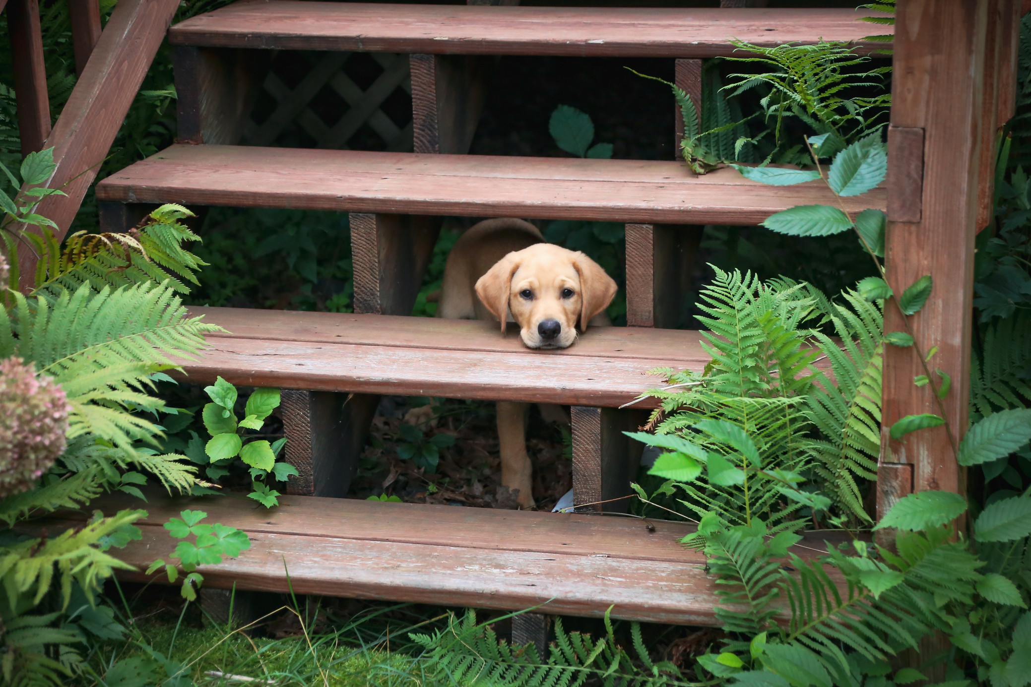 Diese Holztreppe ist garantiert selbst gebaut. Foto RumRiverPhotography via Twenty20
