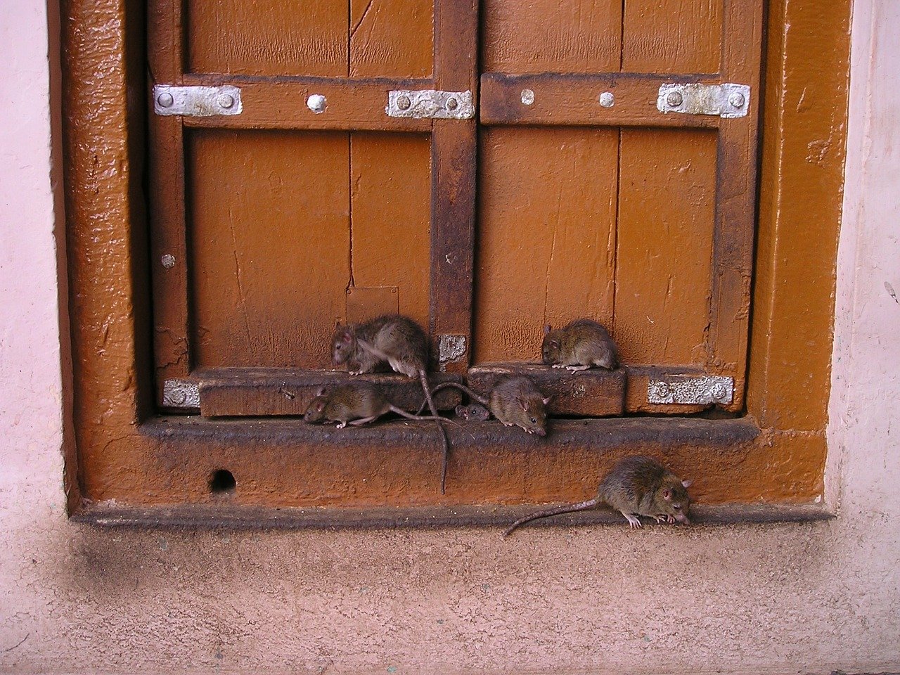 Ratten können gefährliche Viren übertragen. Foto Simon via pixabay