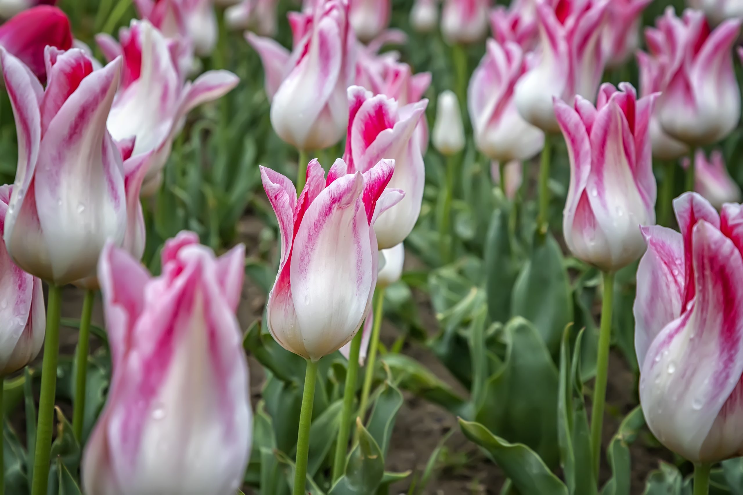 Tulpen stammen eigentlich aus der Türkei und haben eine faszinierende Geschichte. Foto EdVal via Envato